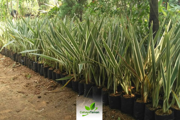 Jual Tanaman Hias