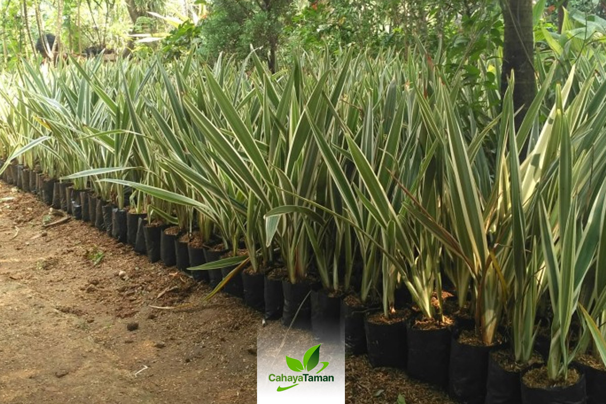 Jual Tanaman Hias