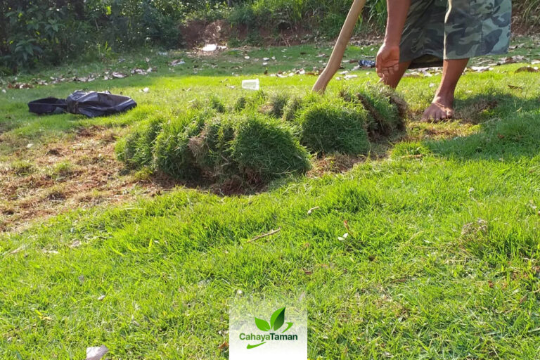 Jual Rumput Taman